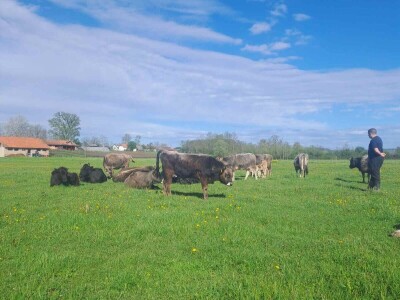 Farme buša, nubijske koze
