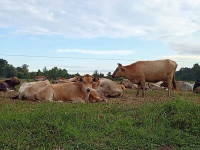 Farme buša, nubijske koze