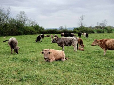 Farme buša, nubijske koze