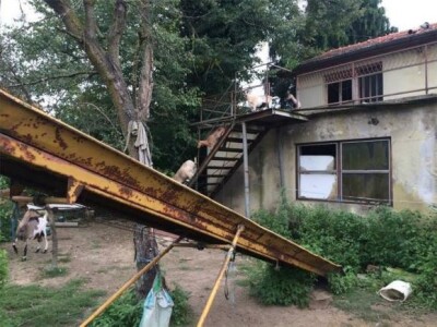 Gladne koze puštene s lanca