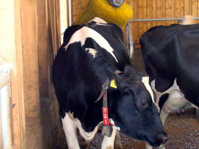 Dani otvorenih vrata na farmi muznih krava Landia