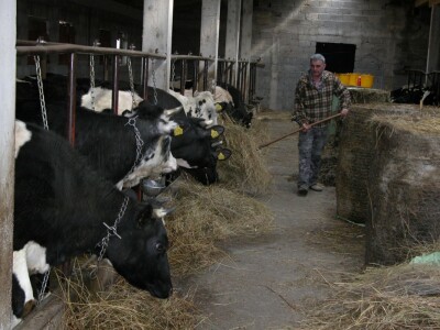 Ivan Putnik hrani svoje krave na vezu u novoj štali
