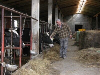 Farmer Ivan Putnik uz svoje muzne krave u štali na farmu OPG Putnik u Brnazama