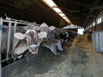 Farmer Marijan Hartman u Svetom Ivanu Žabnom uzgaja 250 grla stoke