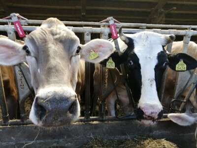 Farmer Marijan Hartman u Svetom Ivanu Žabnom uzgaja 250 grla stoke