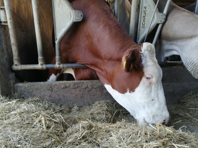 Farmer Marijan Hartman u Svetom Ivanu Žabnom uzgaja 250 grla stoke