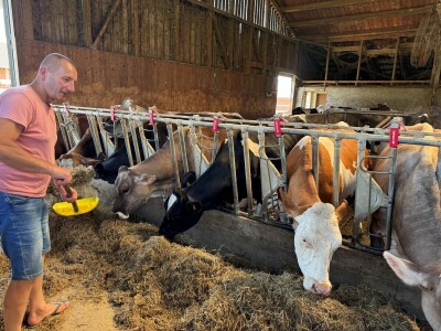 Farmer Marijan Hartman u Svetom Ivanu Žabnom uzgaja 250 grla stoke