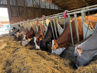Farmer Marijan Hartman u Svetom Ivanu Žabnom uzgaja 250 grla stoke