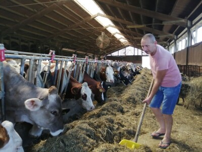 Farmer Marijan Hartman u Svetom Ivanu Žabnom uzgaja 250 grla stoke