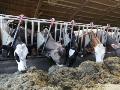Farmer Marijan Hartman u Svetom Ivanu Žabnom uzgaja 250 grla stoke