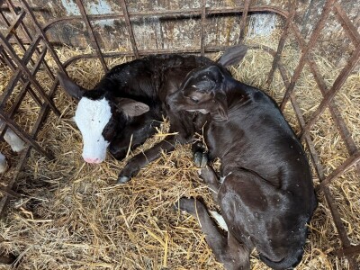 Farmer Marijan Hartman u Svetom Ivanu Žabnom uzgaja 250 grla stoke