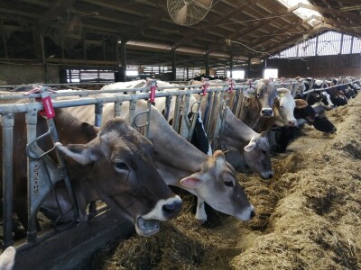 Farmer Marijan Hartman u Svetom Ivanu Žabnom uzgaja 250 grla stoke