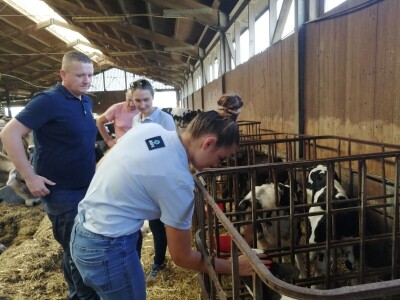 Farmer Marijan Hartman u Svetom Ivanu Žabnom uzgaja 250 grla stoke