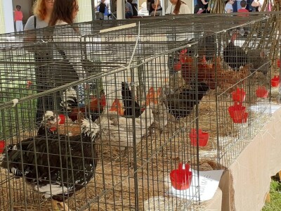 Farmica - autohtone pasmine domaćih životinja Farmica - autohtone pasmine domaćih životinja