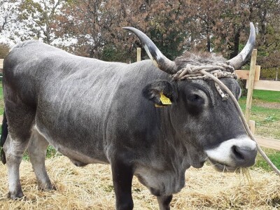 Farmica - autohtone životinje Farmica - autohtone životinje
