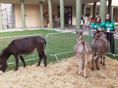 Farmica - autohtone životinje Farmica - autohtone životinje