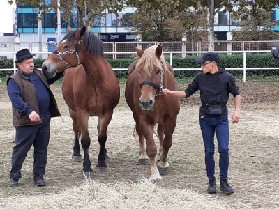 Farmica - autohtone životinje Farmica - autohtone životinje
