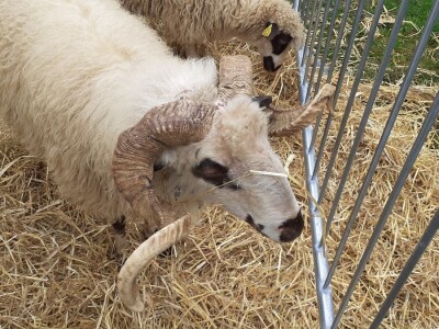 Farmica - autohtone životinje Farmica - autohtone životinje