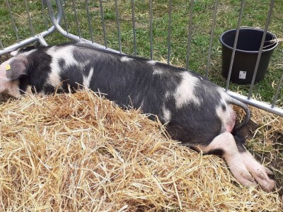 Farmica - autohtone životinje Farmica - autohtone životinje