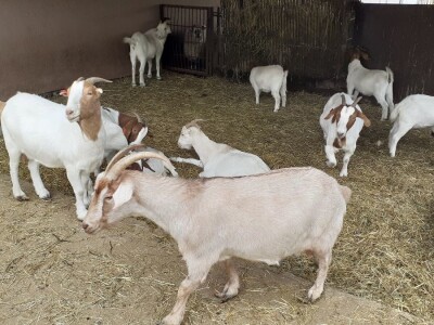 Farmica - autohtone životinje Farmica - autohtone životinje