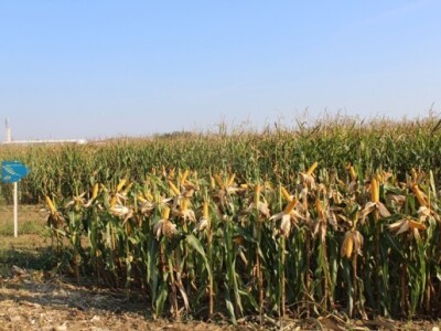 Dekalb na FarmShow 2015 Dekalb na FarmShow 2015