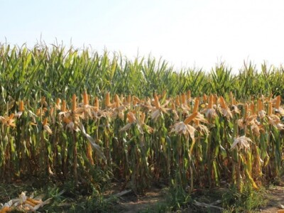 Dekalb na FarmShow 2015 Dekalb na FarmShow 2015