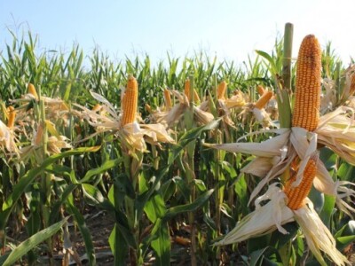 Dekalb na FarmShow 2015 Dekalb na FarmShow 2015