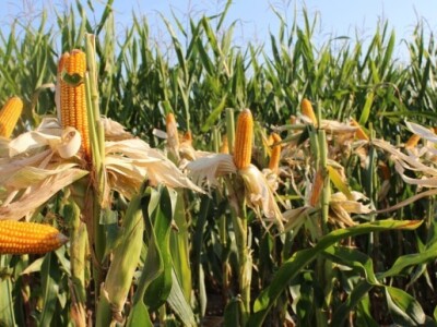 Dekalb na FarmShow 2015 Dekalb na FarmShow 2015