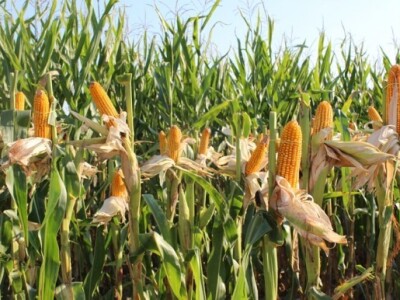 Dekalb na FarmShow 2015 Dekalb na FarmShow 2015