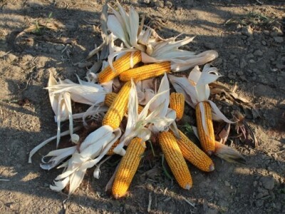 Dekalb na FarmShow 2015 Dekalb na FarmShow 2015