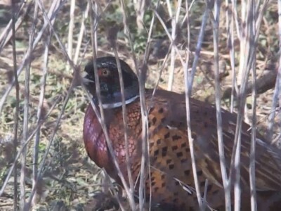 Fazanerija UB i jezero Paljuvi