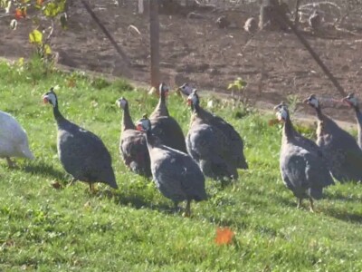 Fazanerija UB i jezero Paljuvi