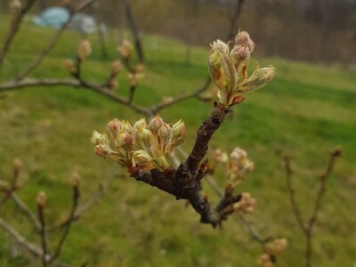 Faze cvjetanja voćaka