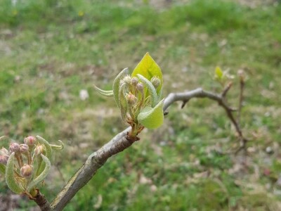 Faze cvjetanja voćaka