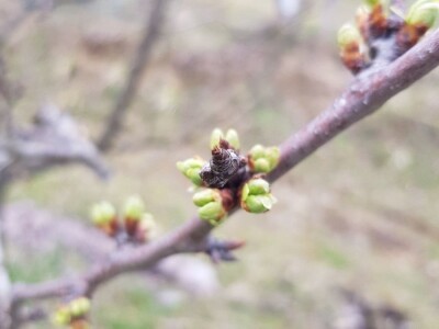 Faze cvjetanja voćaka