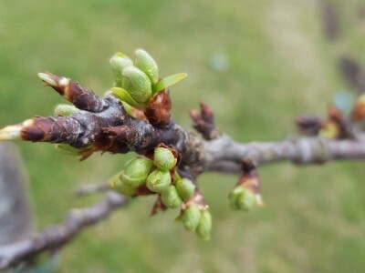 Faze cvjetanja voćaka