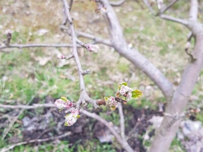 Faze cvjetanja voćaka