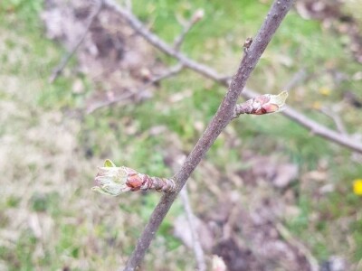 Faze cvjetanja voćaka