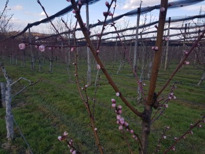 Faze cvjetanja voćaka