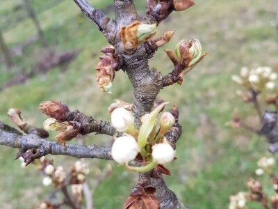 Faze cvjetanja voćaka