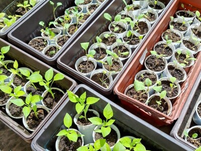 Fazlin "bijeg" iznad Sarajeva