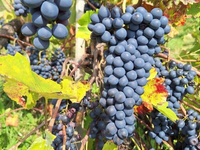 Fazlin "bijeg" iznad Sarajeva