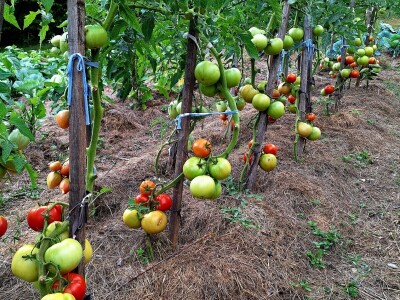 Fazlin "bijeg" iznad Sarajeva
