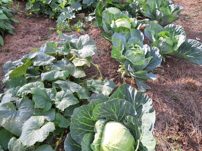 Fazlin "bijeg" iznad Sarajeva