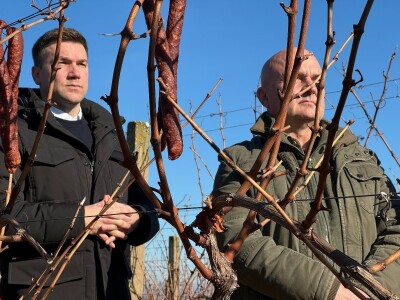 Fazos, obilježavanje svetog Vinka