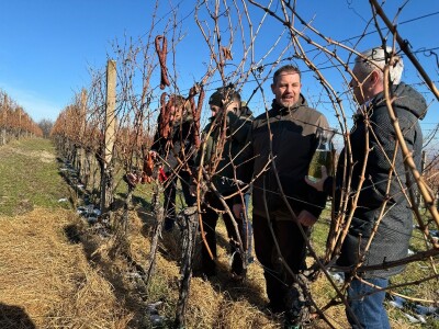 Fazos, obilježavanje svetog Vinka