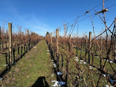 Fazos, obilježavanje svetog Vinka