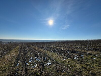 Fazos, obilježavanje svetog Vinka
