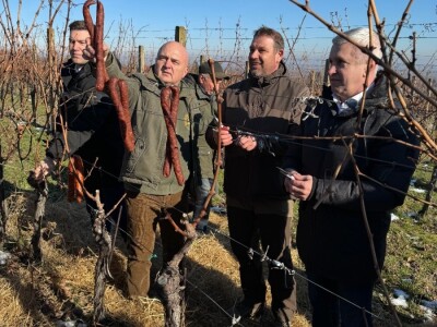 Fazos, obilježavanje svetog Vinka