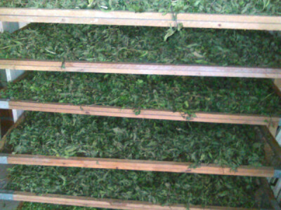 Proizvodnja čajeva i prizvoda od ljekovitog bilja